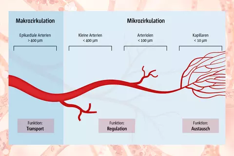 Grafische Darstellung des menschlichen Kreislaufsystems mit Makrozirkulation und Mikrozirkulation, einschließlich epikardialer Arterien, kleiner Arterien, Arteriolen und Kapillaren.